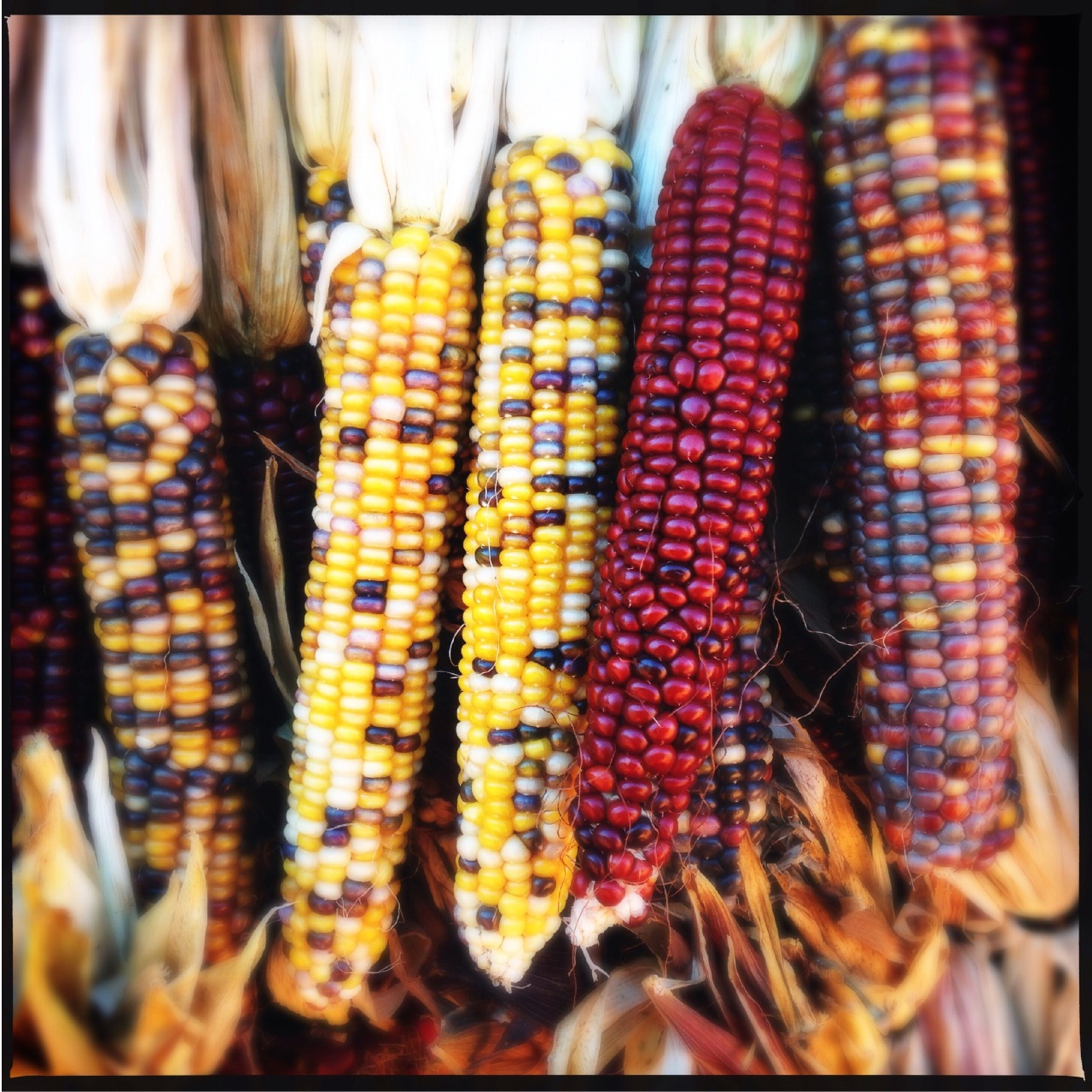 El maíz es uno de los cultivos más representativos de México.