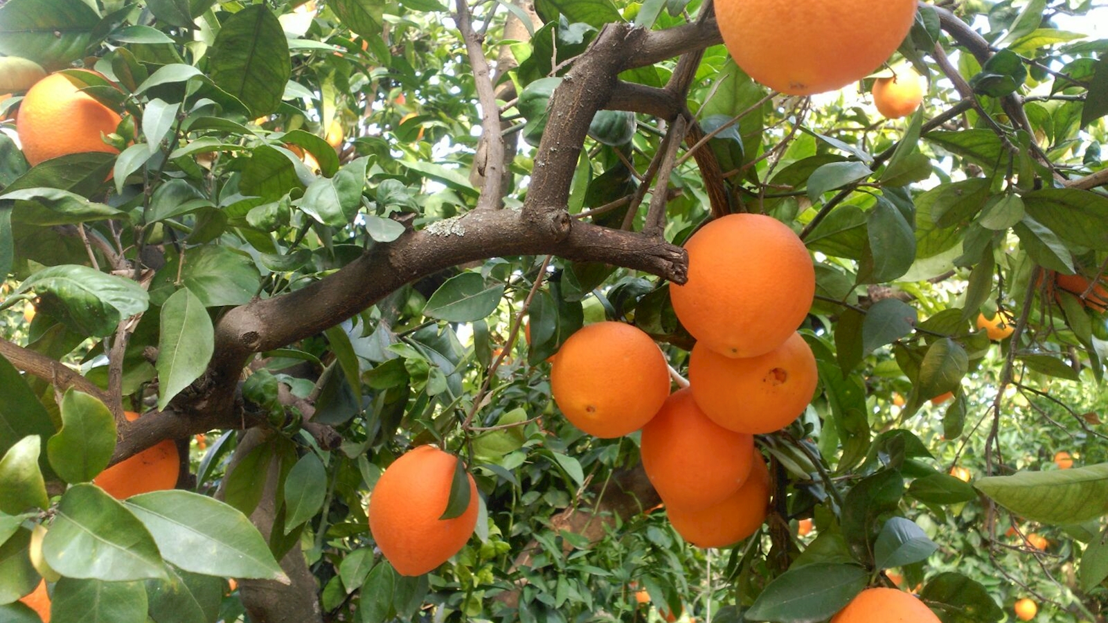 La naranja una de las frutas de la temporada de invierno