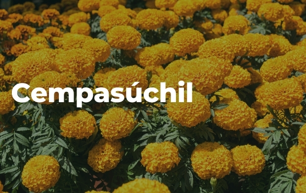 Flor de Cempasúchil: vida y muerte | Secretaría de Agricultura y Desarrollo  Rural | Gobierno | gob.mx