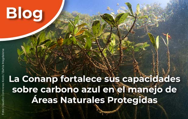 La Conanp fortalece sus capacidades sobre carbono azul en el manejo de Áreas Naturales Protegidas.