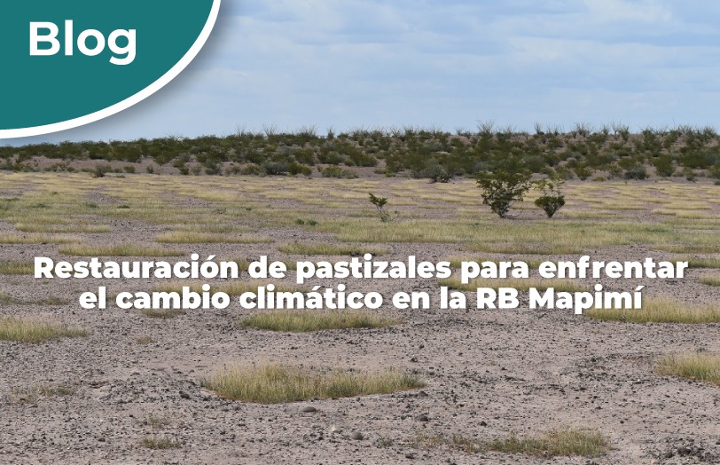 Restauración de pastizales para enfrentar el cambio climático en la Reserva de la Biósfera Mapimí.