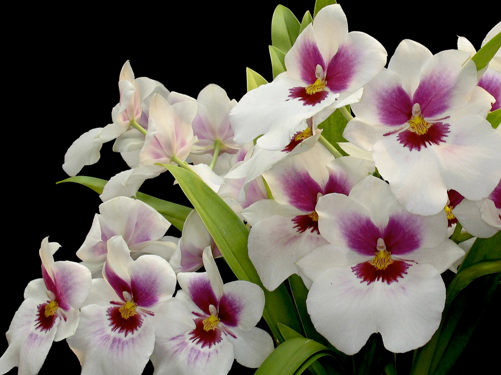Orquídea, flor bella y milenaria | Secretaría de Agricultura, Ganadería