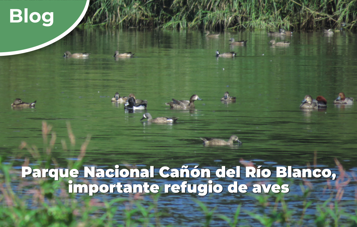Parque Nacional Cañón del Río Blanco, importante refugio de aves.