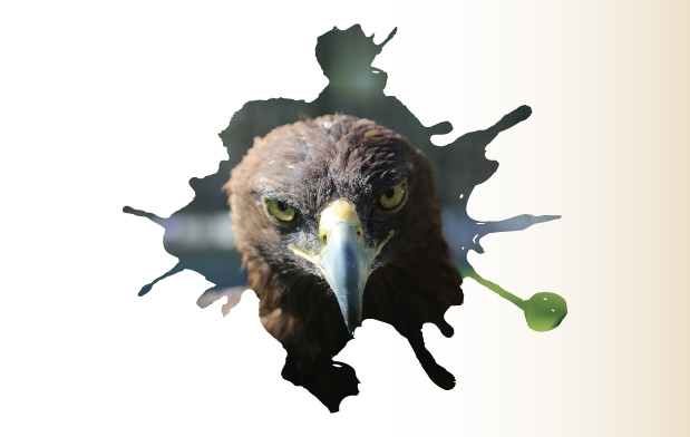 Día Nacional del Águila Real 2022 | Secretaría de Medio Ambiente y Recursos  Naturales | Gobierno 