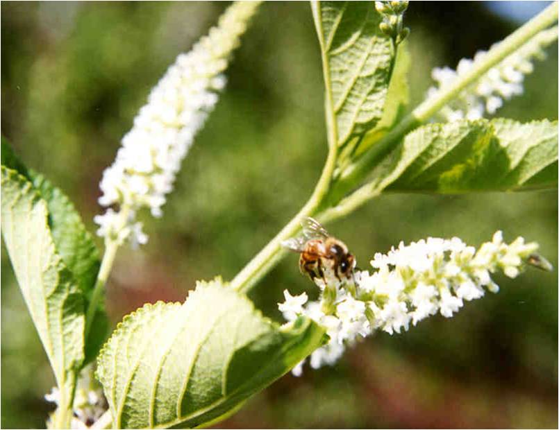 Lipia: especie melífera para la apicultura | Instituto Nacional de  Investigaciones Forestales, Agrícolas y Pecuarias | Gobierno 