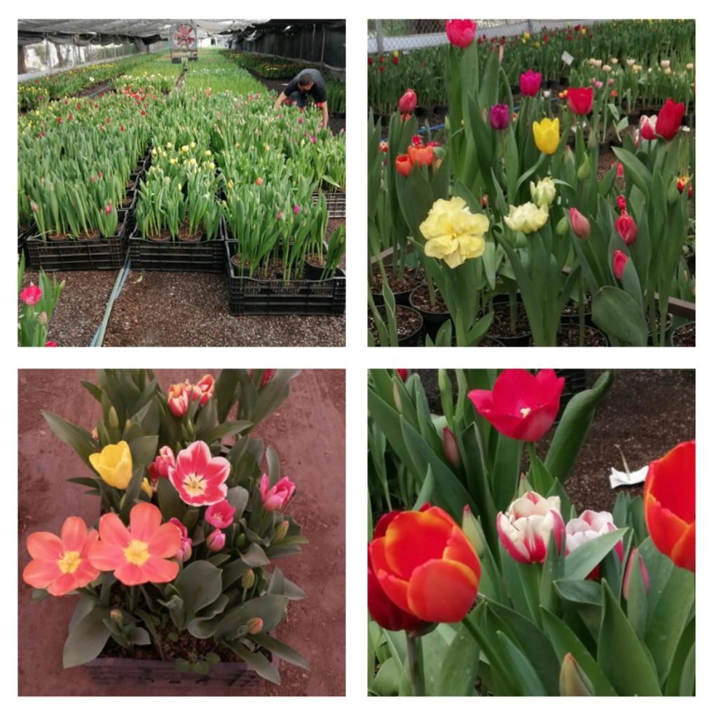 Tulipán holandés, cultivados en la CDMX en diferentes colores.