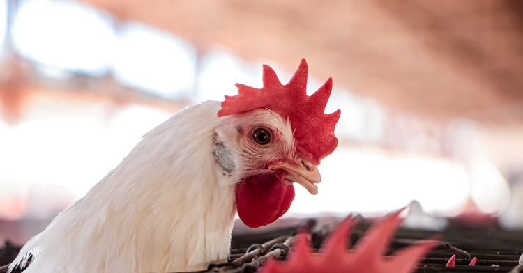 Fortalece Agricultura medidas preventivas ante brotes de influenza aviar en Estados Unidos y Europa   