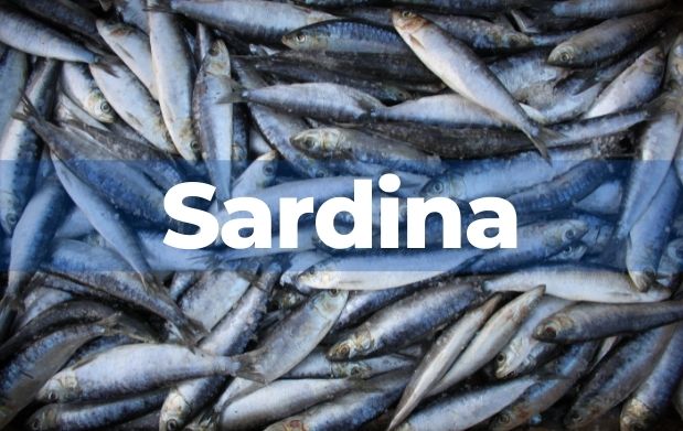 México, referente en la producción de sardina