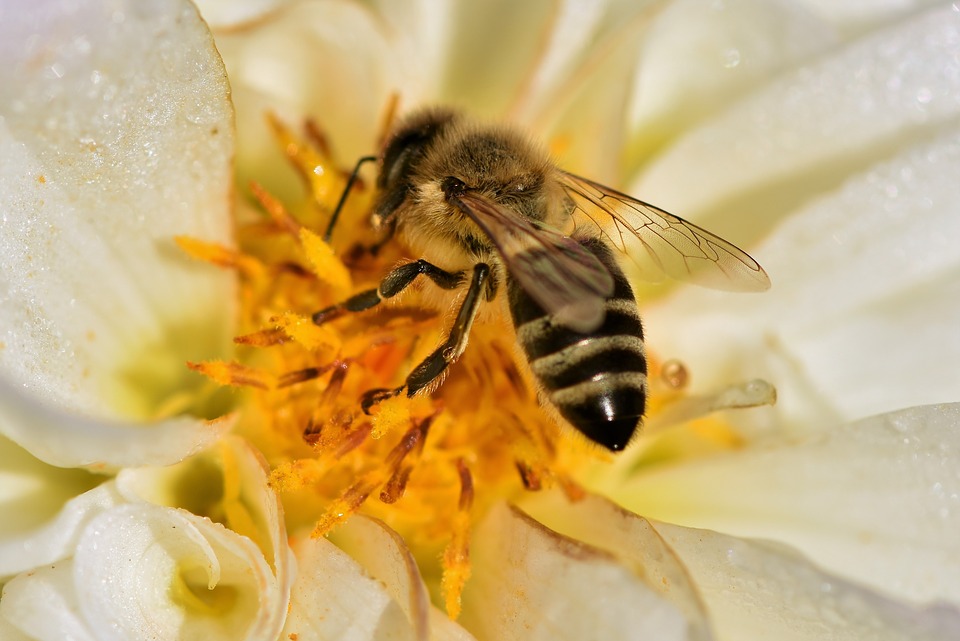 La abeja, el insecto más importante del planeta | Representación  AGRICULTURA Yucatán | Gobierno 