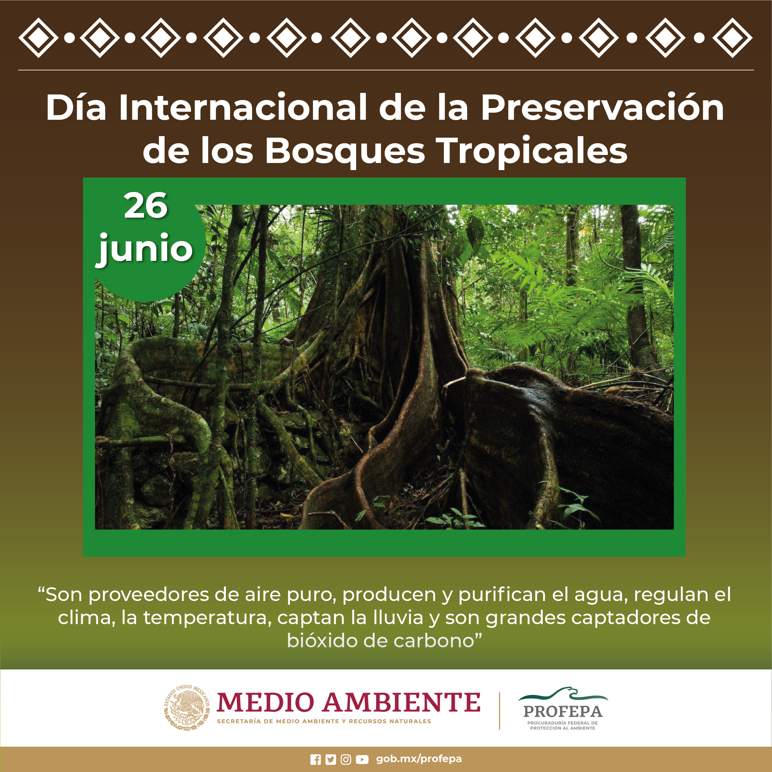 Día Internacional de la Preservación de los Bosques Tropicales