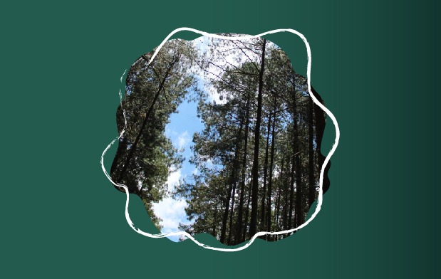 El Congreso Mundial Forestal proclamó el 28 de junio como Día Mundial del Árbol con el objetivo de generar conciencia sobre la importancia de los recursos forestales y los árboles.