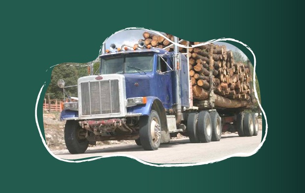 El sector ambiental federal mantiene un trabajo permanente en territorio a través de diversos programas que contribuyen a combatir la tala ilegal y la deforestación