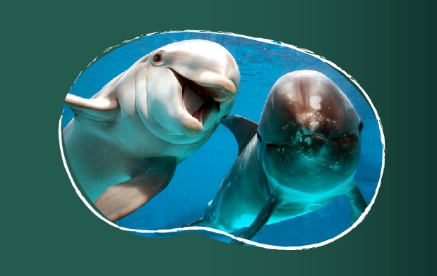 México cuenta con 19 especies de delfines.