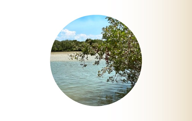 Los manglares contribuyen al bienestar, la seguridad alimentaria y la protección de las comunidades humanas costeras de todo el planeta.