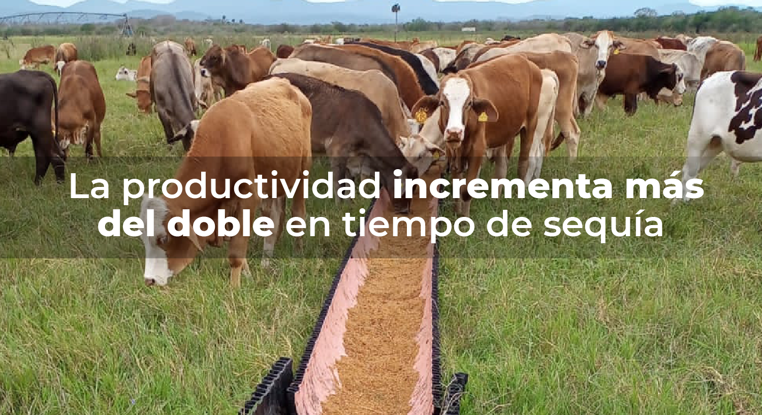 Alimentación de ganado con caña de azúcar | Instituto Nacional de  Investigaciones Forestales, Agrícolas y Pecuarias | Gobierno 