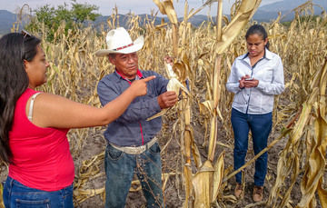 Ante sequía, apoyamos a las y los productores de cinco estados del norte del país con cultivos de bajo uso de agua