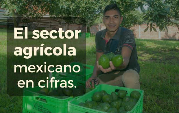 El sector agrícola mexicano en cifras: avances, retos y oportunidades del T-MEC