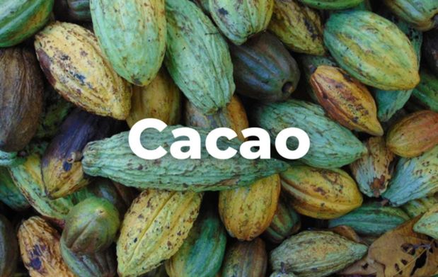 Cacao, semilla con legado prehispánico