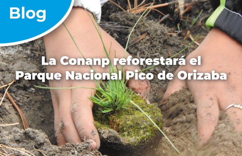 La Conanp reforestará el Parque Nacional Pico de Orizaba.