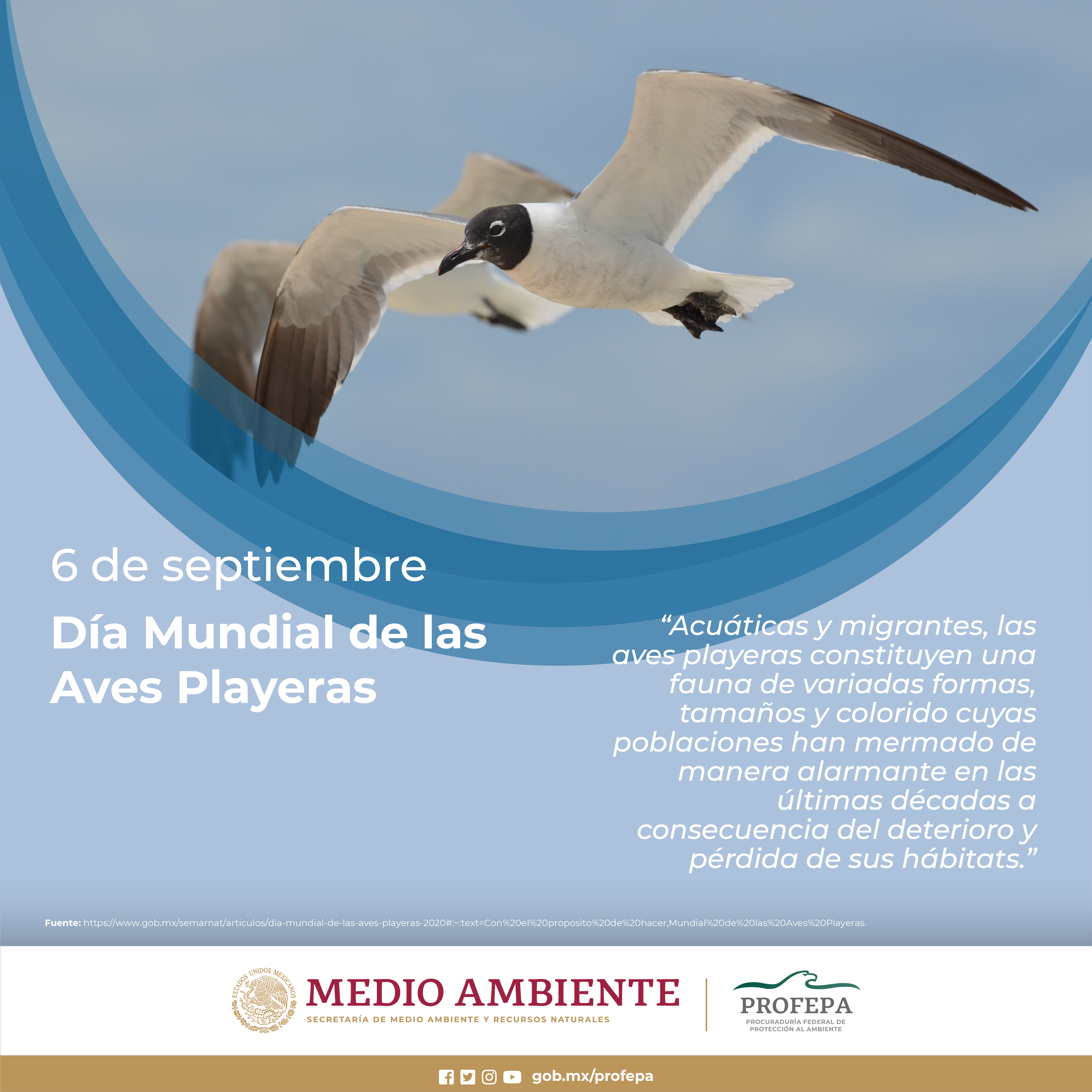 Día Mundial de las Aves Playeras