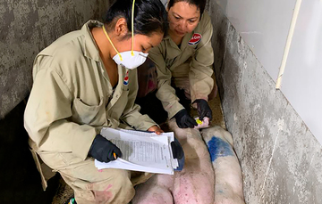 Médicas veterinarias verificaron en Canadá a mil 967 cerdos para reproducción, y en Estados Unidos verificaron la condición sanitaria de mil porcinos