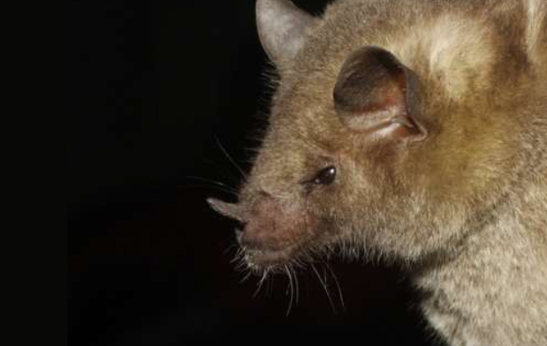 Hace referencia a la importancia de la polinización por diferentes organismos, entre ellos los murciélagos