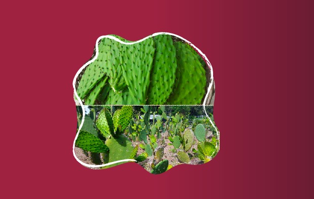 El nopal puede ser cultivado ventajosamente en gran parte de la superficie de la tierra, particularmente en regiones áridas y semiáridas.