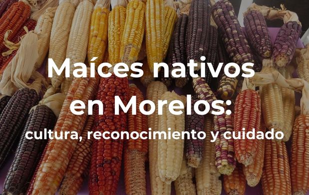 Maíces nativos en Morelos: cultura, reconocimiento y cuidado