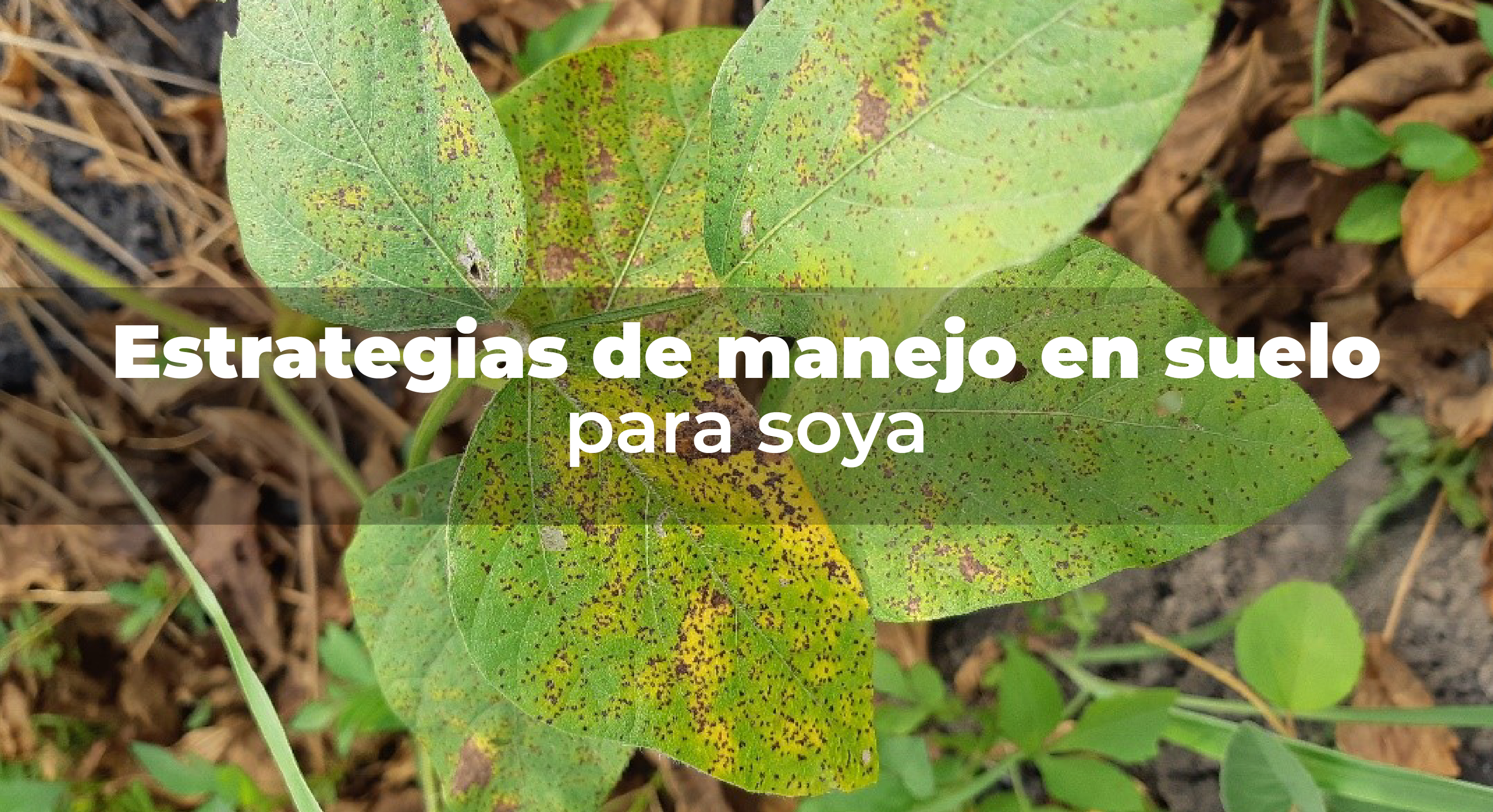 Defoliación, clorosis y necrosis foliar, síntomas característicos de roya astica en el cultivo de soya