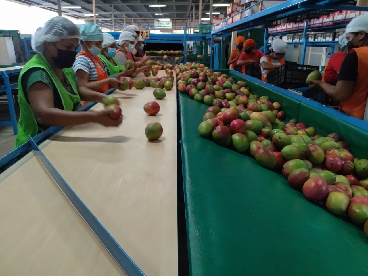 Cofepris capacita productores de mango en inocuidad y seguridad alimentaria