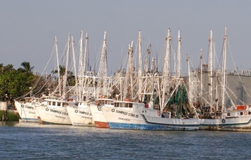Anuncia Conapesca inicio de la temporada de capturas de camarón del Golfo México y Mar Caribe

