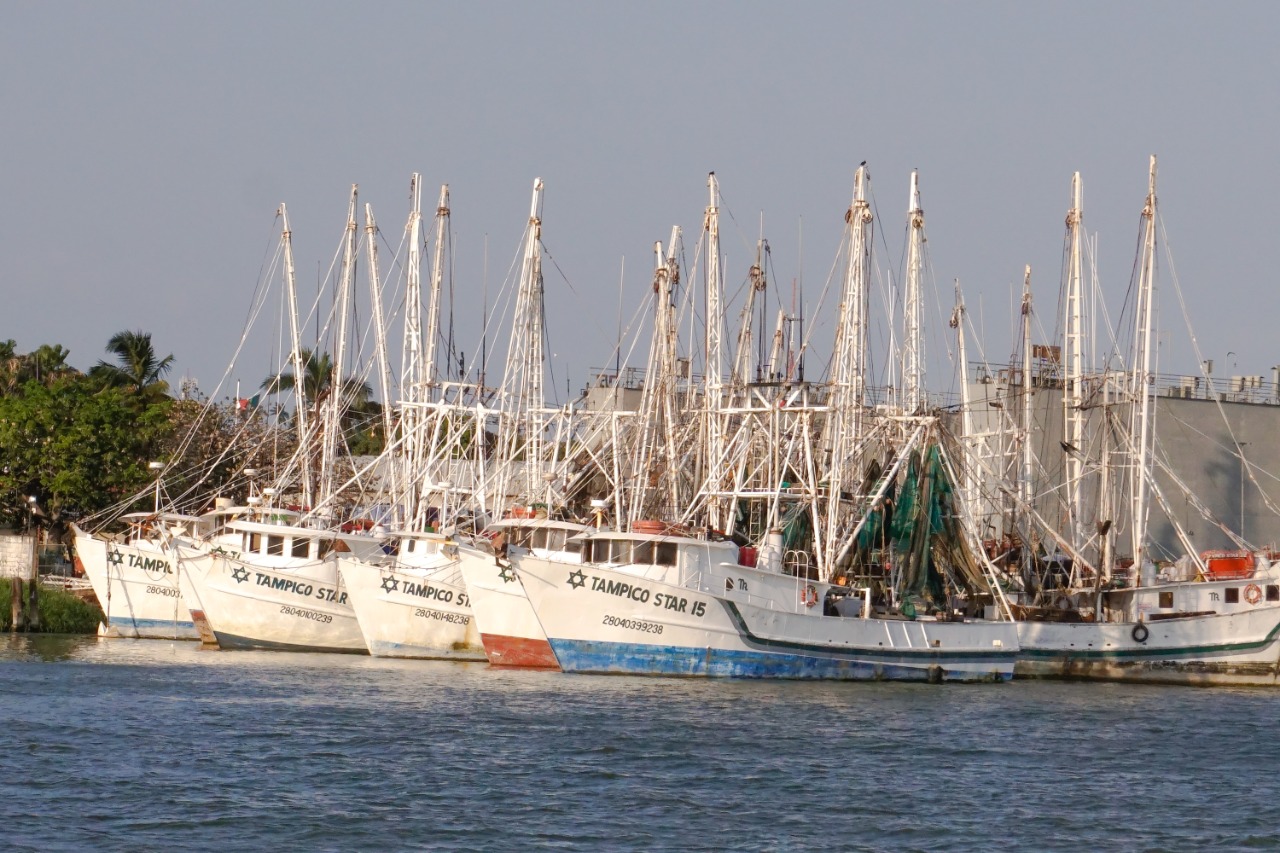 Anuncia Conapesca inicio de la temporada de capturas de camarón del Golfo México y Mar Caribe

