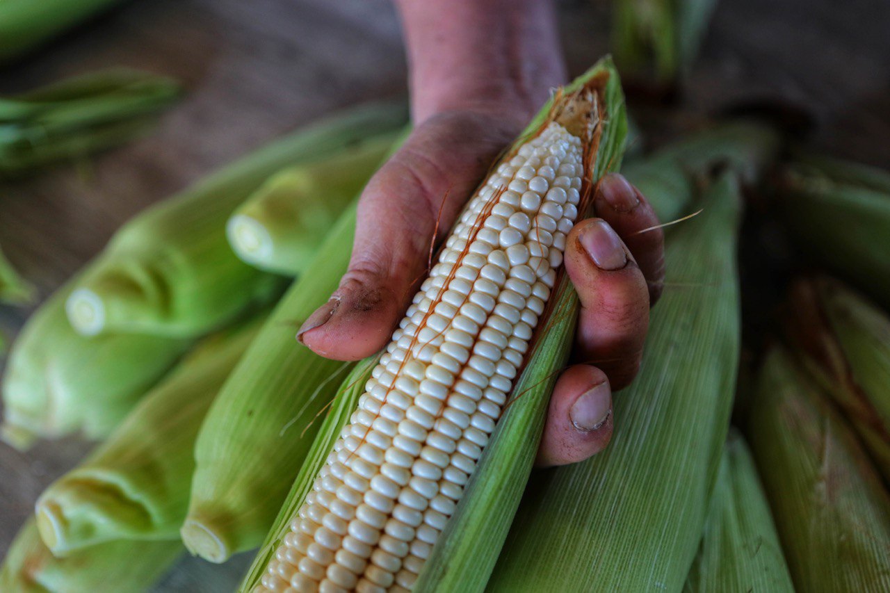 Seguridad alimentaria a través del maíz 