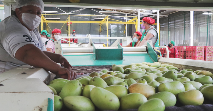 La capacitación se llevó a cabo del 26 al 28 de septiembre y estuvo dirigida a miembros de empresas dedicadas al empaque y exportación de mango 
