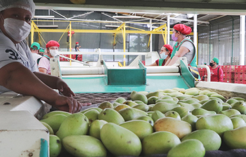 La capacitación se llevó a cabo del 26 al 28 de septiembre y estuvo dirigida a miembros de empresas dedicadas al empaque y exportación de mango 