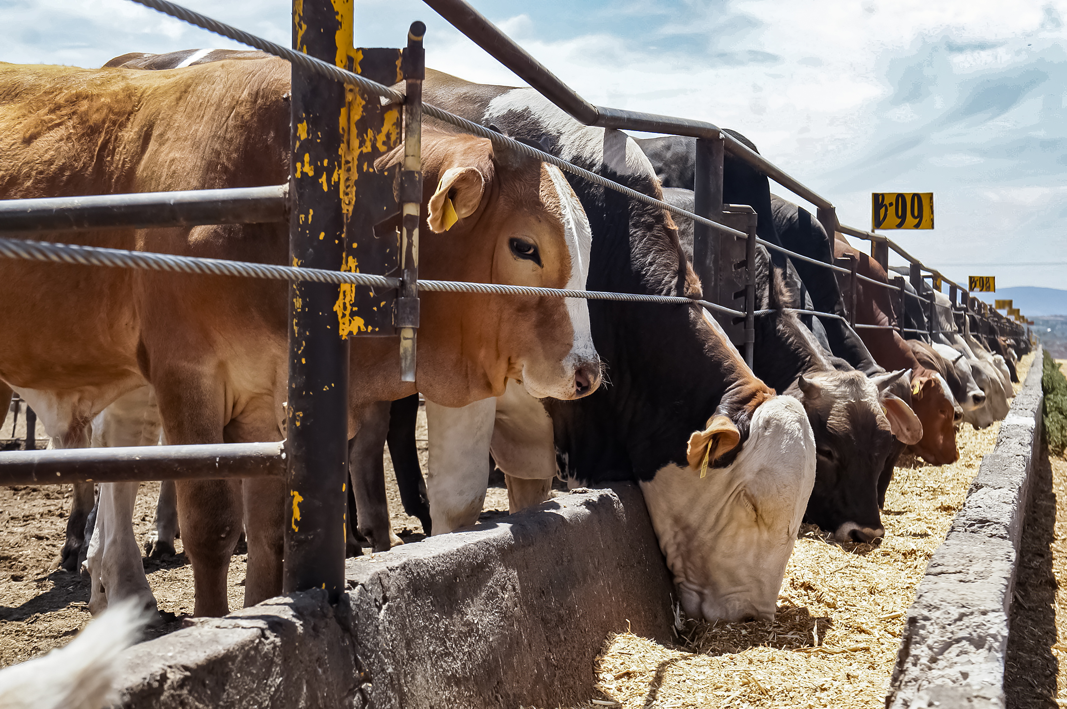 El Senasica opera un sistema de control y vigilancia de despojos y subproductos de bovinos y certifica sus procesos de transformación para la fabricación de alimentos