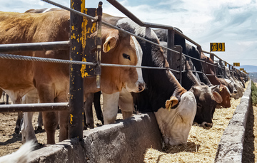 El Senasica opera un sistema de control y vigilancia de despojos y subproductos de bovinos y certifica sus procesos de transformación para la fabricación de alimentos