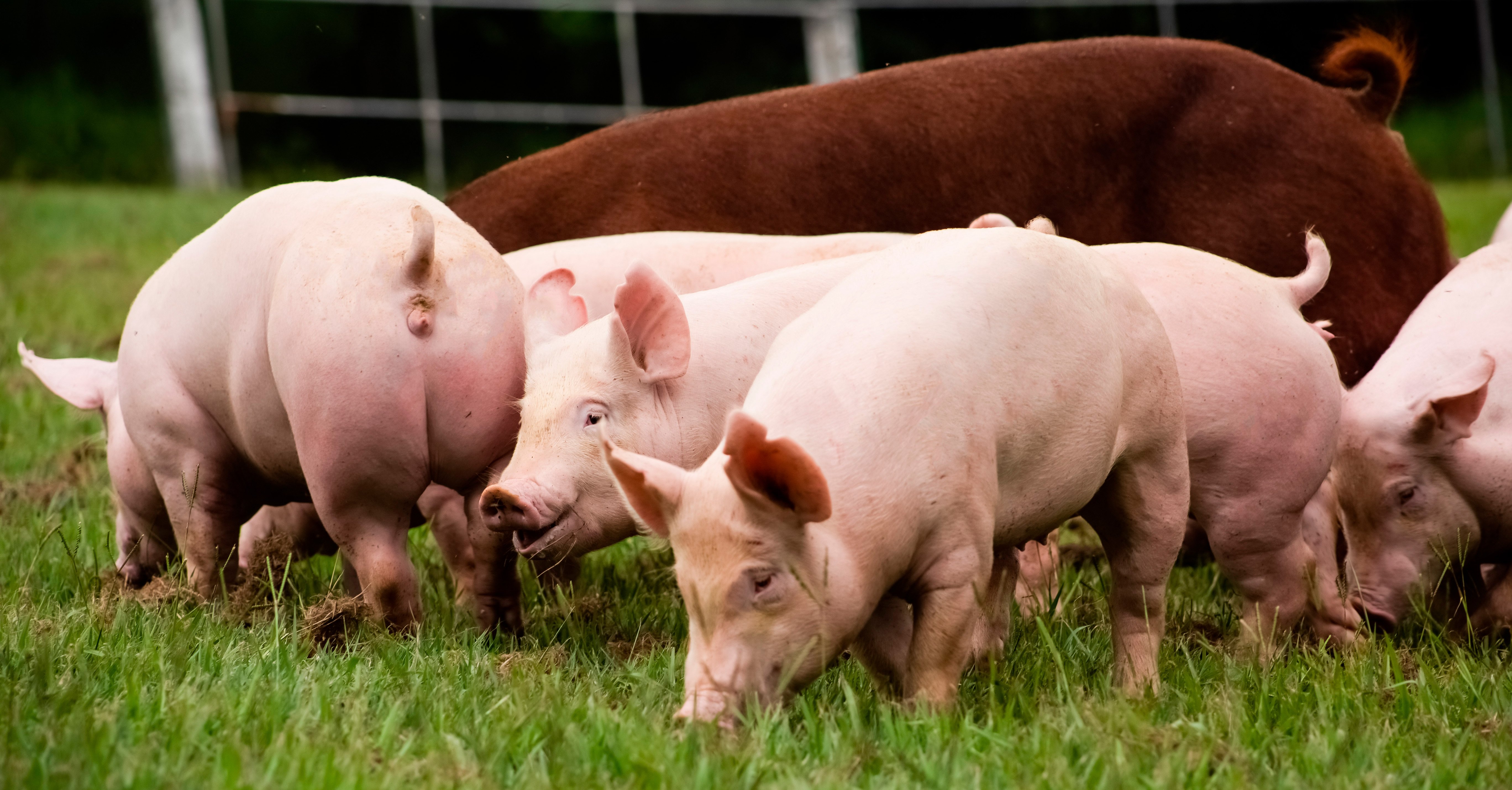 El trabajo coordinado entre los eslabones de la producción de cárnicos porcinos, protege un patrimonio ganadero de alrededor de 19 millones de cerdos