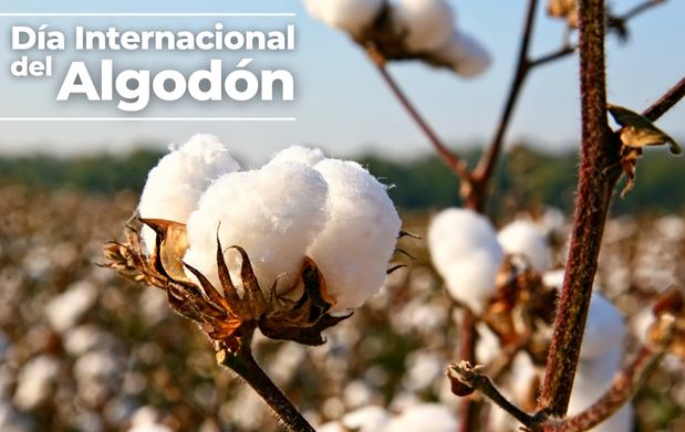 7 De octubre, Día internacional del algodón
