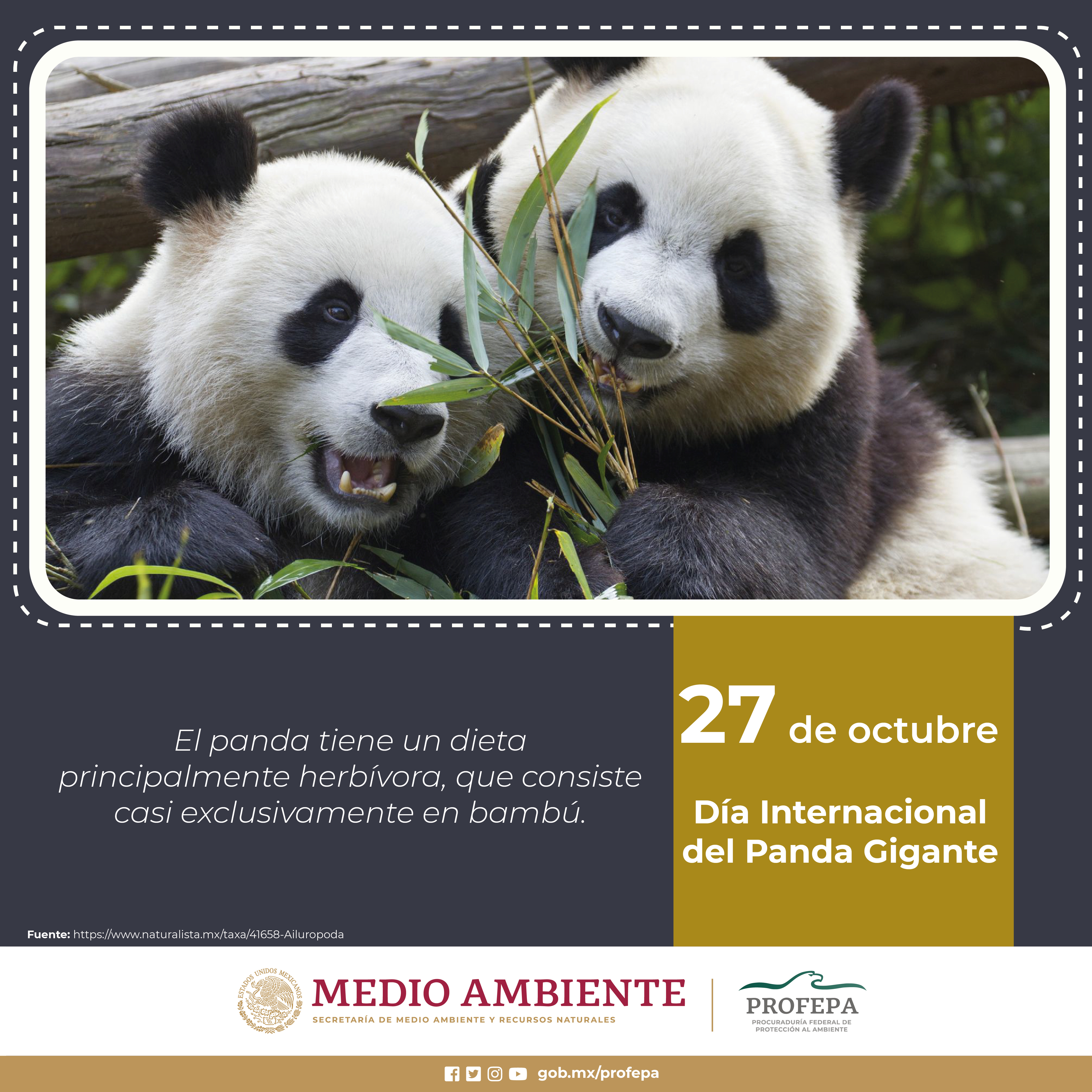 Avenida tribu analizar Día internacional del Panda Gigante | Procuraduria Federal de Proteccion al  Ambiente | Gobierno | gob.mx