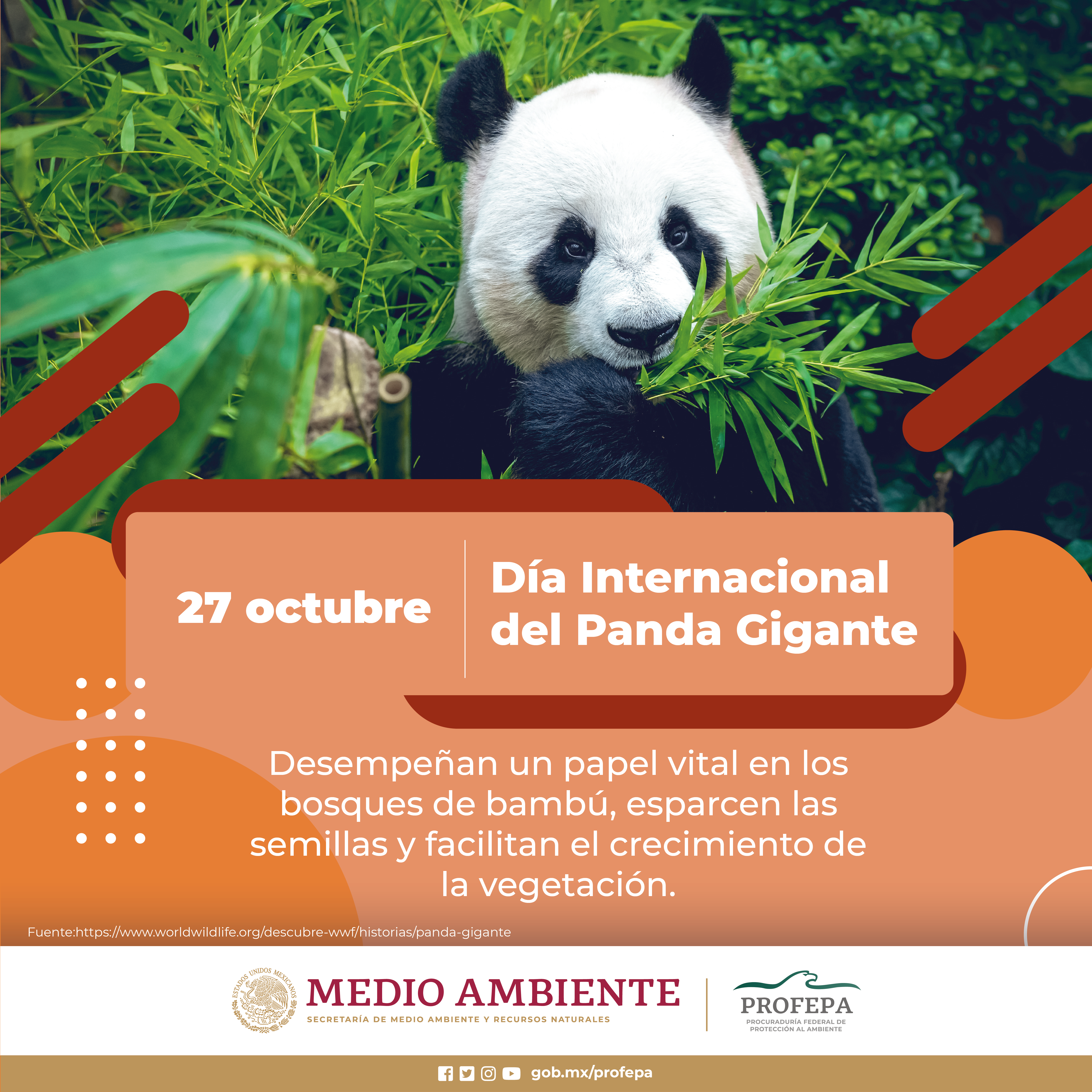 Oso Panda (Ailuropoda melanoleuca) - Dónde vive, características y  alimentación