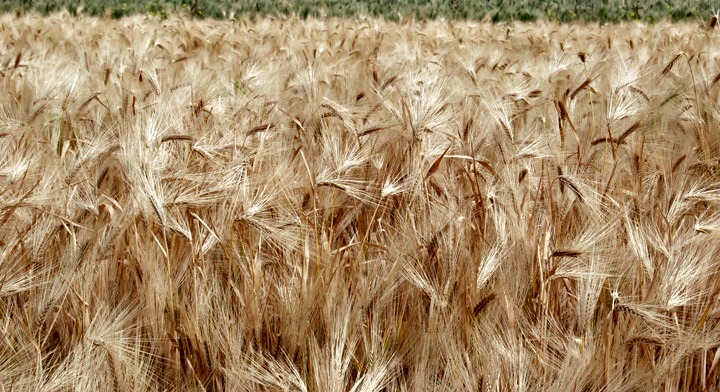 Cultivo de trigo en México