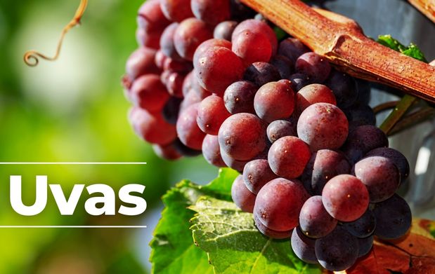 Uvas, pequeñas frutas que esconden un gran valor