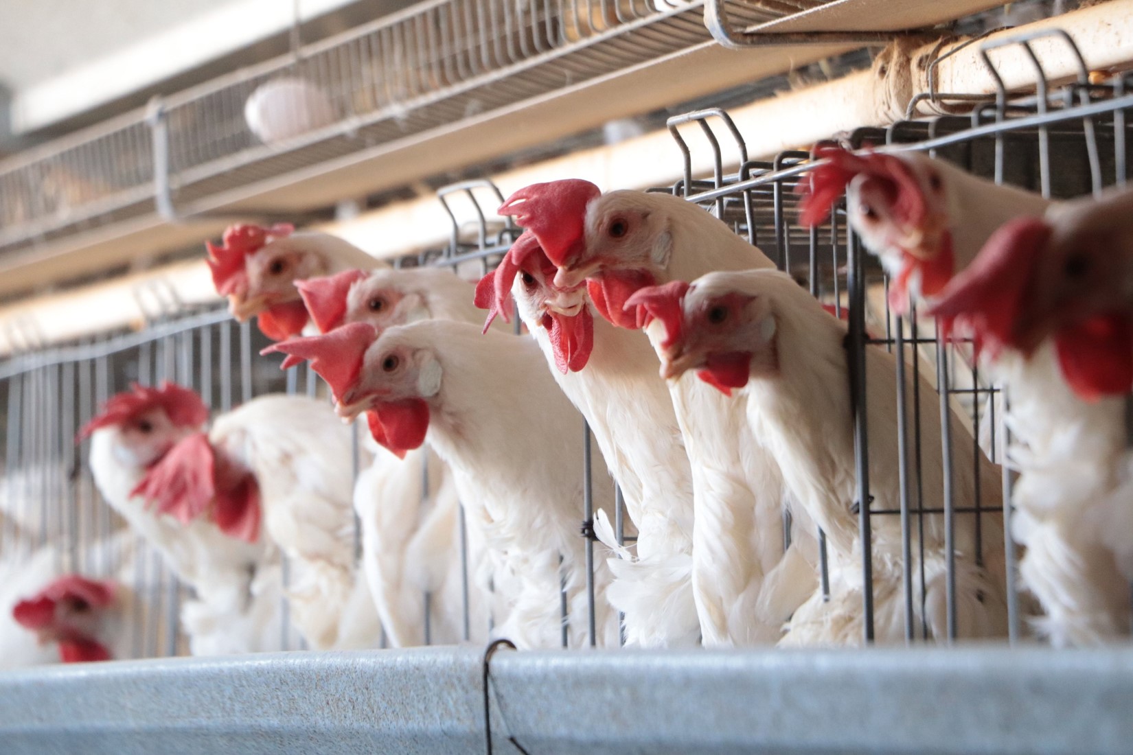 El hallazgo forma parte de las acciones de vigilancia epidemiológica que lleva a cabo la Secretaría de Agricultura y Desarrollo Rural para proteger la producción de pollo y huevo del país.