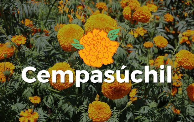 Cempasúchil, flor de tradición prehispánica 