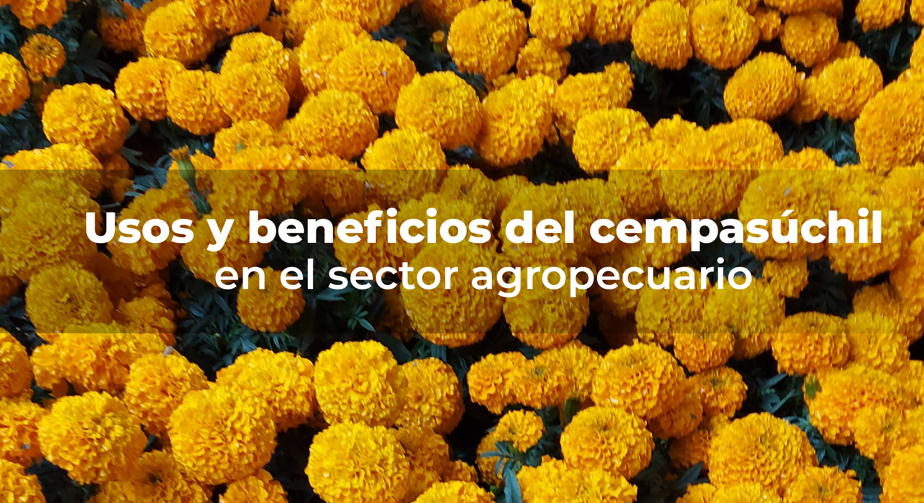 Usos y beneficios del cempasúchil en el sector agropecuario: INIFAP |  Instituto Nacional de Investigaciones Forestales, Agrícolas y Pecuarias |  Gobierno | gob.mx