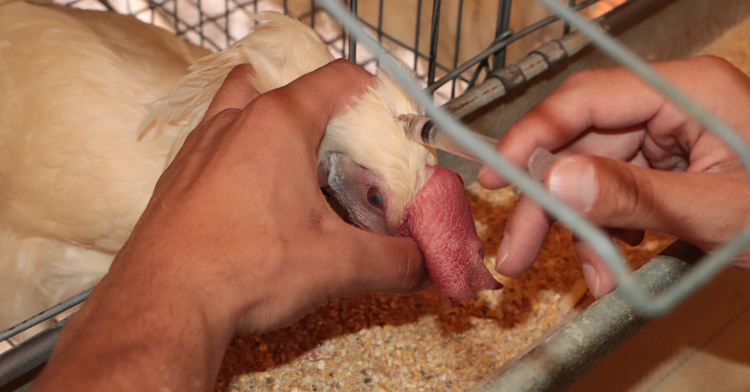El Senasica estableció como prioridad cubrir las zonas de alto riesgo zoosanitario y granjas que se dedican a la crianza de gallinas progenitoras y reproductoras