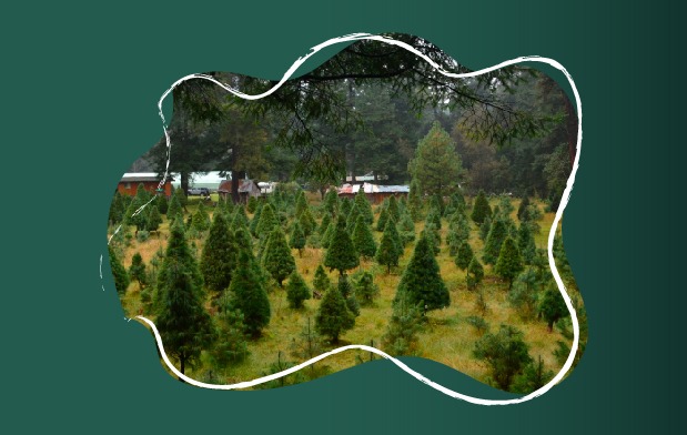 Árbol de Navidad natural, opción amigable con el medio ambiente |  Secretaría de Medio Ambiente y Recursos Naturales | Gobierno | gob.mx
