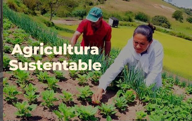 Agricultura sustentable, una práctica que asegura el futuro alimentario