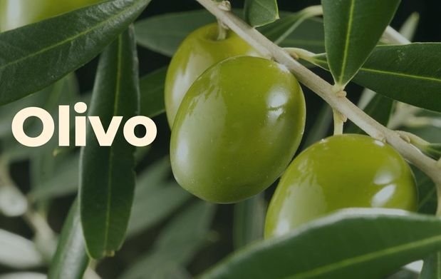 Día mundial del olivo 